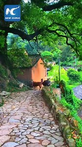 416K views · 2.9K shares | Breathtaking scenery of China's "Avatar" mountains in Zhangjiajie, central China's Hunan Province | Xinhua Culture&Travel | Facebook