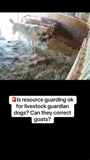 Understanding Resource Guarding in Livestock Guardian Dogs
