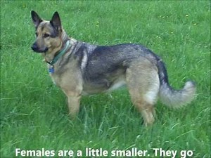 German shepherd history and description WORKING LINE