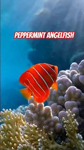The Peppermint Angelfish: The Deep-Sea's Living Jewel 🐠🌊 #shorts #ocean #nature #fish