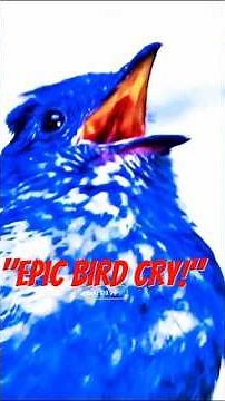 🎵 “Super Loud Bird Call — The Longest Chirp Ever!” #BirdCall #LoudBird #NatureSounds #BirdSong