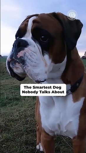 The Smartest Dog Nobody Talks About
