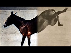 Mule Kicking (1887) | Restoration | An orex at a gallop, photographed by Eadweard Muybridge.