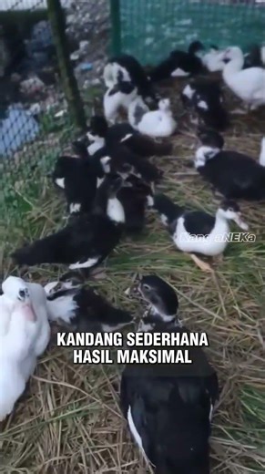 Kandang Pembesaran Sederhana untuk Entok #doe #carabeternakentok