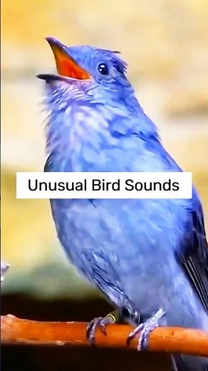 Unusual Bird Sounds