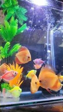 My Fishtank's Evolution | Peaceful Memories | Eyesight Soothing | Aquarium Throwback #shorts #fish