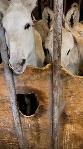 8.8K reactions · 1.9K shares | SWEET DONKEY BEGS FOR HIS LIFE...
