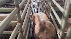 French duroc pietrain boar #quality #jdboar #terminal #Godblesseveryone | Ocapan piggery FARM