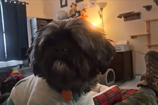 Watch as Shih Tzu-poodle mix begs owner for treats by saying "mama"