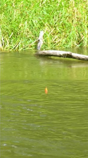 BOBBER SALMON FISHING #riverfishing #bobberdown #salmonfishing #fishing