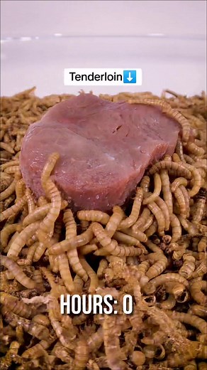 Mealworms vs Tenderloin, Liver, Ground Beef and Pigs Heart