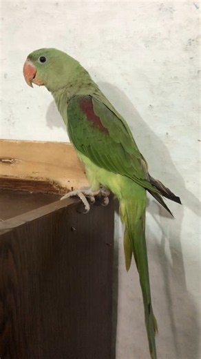 Beautiful Green Parrots 🦜💚 | Colorful Parrots, Cute Moments & Amazing Bird Life!