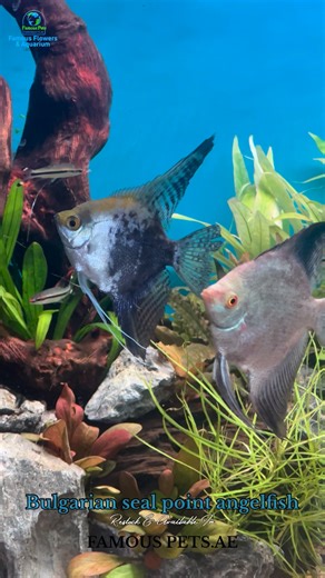 Bulgarian Seal Point Angelfish 🐠 Elegant and rare, this Bulgarian Seal Point Angelfish features a graceful silver body highlighted by deep seal-point markings on the fins and face. Known for its tall, flowing fins and calm swimming style, it brings a refined, high-end look to any planted or display aquarium. Hardy, intelligent, and full of character, this angelfish is a true centerpiece for serious aquarists. ✨ Perfect for planted & community tanks ✨ Strong genetics & vibrant contrast ✨ Eye-cat