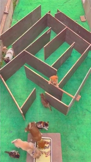 Dogs Playing Maze Game 🐶🧠 | Who Will Win?