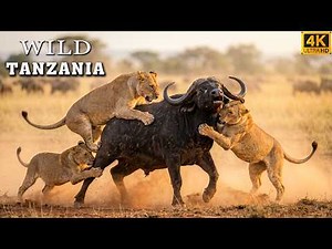 WILD TANZANIA – The Great Migration and Ultimate Predators | Wild Documentary