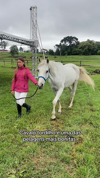 Explorando a Beleza do Cavalo Tordilho Branco
