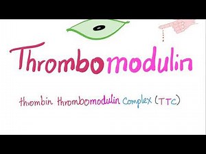 Thrombomodulin - Bleeding and Coagulation (Clotting) - Hematology