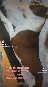1.3K views · 156 reactions | SIEMPRE HE DICHO QUE ES IMPORTANTE SABER PONER AMPOLLA ❤️MENOS MAL YA SE CURO DE SU TOS PERRUNO QUE LE QUERIA DAR. YA ME HABÍA ASUSTADO. PERO SE HA ADELGAZADO RÁPIDO.梁 AHORA ENGORDARLO TOCA. ESTA EN ADOPCIÓN EL BEBE DE 8 MESES❤️ ABANDONADO EN PRO.❗ ❤️  ES UN BEBE FUERTECITO | Jenny - Guardianes Perrunos mestizos abandonados. | Facebook