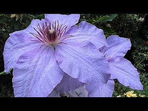 Gorgeous Clematis Tour