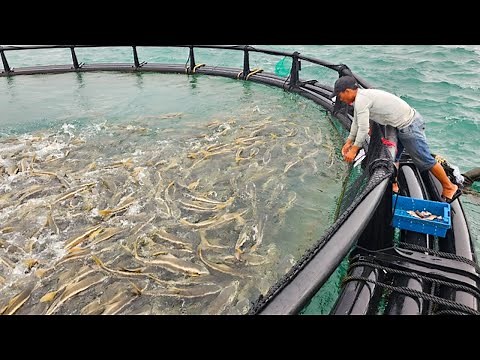 Cobia Farming, Inside the 50,000+ Ton Aquaculture Industry!