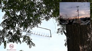 Watch Birdbusters Bird Chaser for Crows & Starlings on Amazon Live