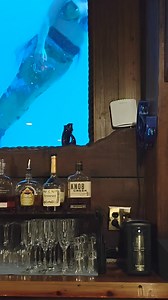 Yes, mermaids do exist. At the B Ocean Resort, Fort Lauderdale!! If you are lucky, you might be just in time for a mermaid sighting at Mermaid Show At The Wreck Bar | ChampagneLiving