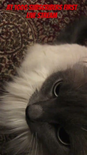 At 1k bongo live stream