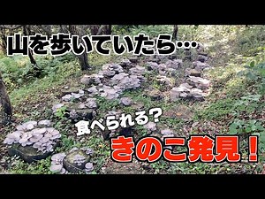 山で大繁殖の天然ヒラタケを発見！・・・食べてみた！！