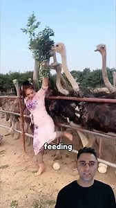 5.7K views · 16 reactions | She Stole Ostrich Eggs! 讀 | Wrecker Man | Facebook