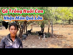 Bất Ngờ. “ Gà Trống Nuôi Con “ Nhận Món Quà Lớn Hằng Mơ Ước…| 780