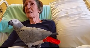 Dying woman says final goodbye to her parrot: The bird’s instant reaction leaves me in tears
