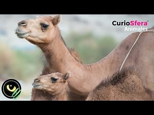 How do CAMELS REPRODUCE? 🐪