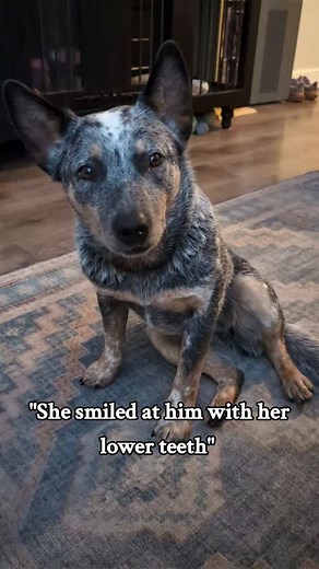 21K views · 3.7K reactions | Lower teef #australiancattledog #bluey #blueheeler #cattledogsoftiktok #heelersofinstagram #cattledogsofinstagram #heelersofinstagram #doremiacds #riftenthewild #kyliescattledogs #cowdog #skyrim #bluey #dogs #dog | Riften the ACD | Facebook