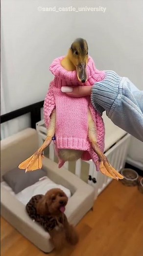 This Girl Had The Funniest Way To Calm Her Angry Duck 😂
