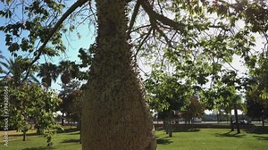 Silk Floss Tree, Ceiba speciosa, with Spiky Swollen Trunk, Tilt Up Low to High