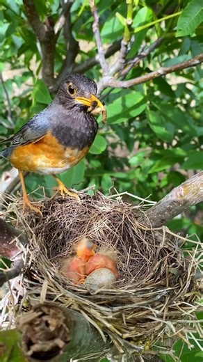 5.2K views · 84 reactions | Beautiful wild bird care in the wild asmr  #cuteanimals #babybirds #nestlings #motherbird #wildlife #birdfeeding | Dailyn Ahly | Facebook