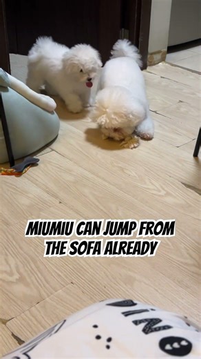 Bichon Miumiu jumping from the sofa to play with bigbro Pierro #puppy #jump #dogshorts
