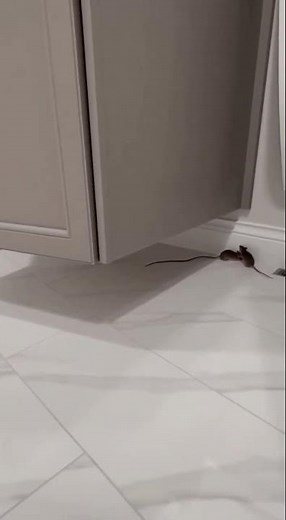 You Won’t Believe How Many Mice Got Inside!