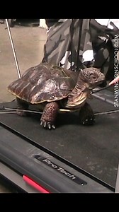 Turtle rod puppet by Stan Winston Studio for a Comcast commercial. #turtle #rodpuppet #stanwinstonstudio #comcast #commercial | Stan Winston School of Character Arts