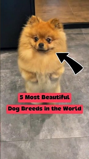 5 Most Beautiful Dog Breeds in the World ✨🐕