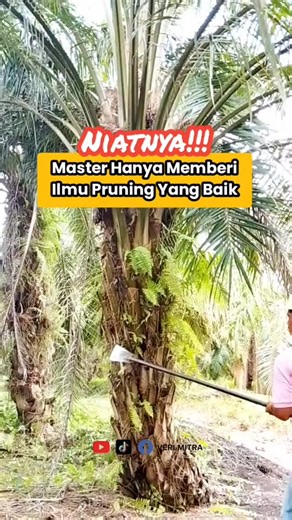 VERI MITRA on Instagram: "Master Only Provides Correct Knowledge of Palm Tree Pruning"