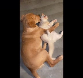 Puppy and cat caught cuddling