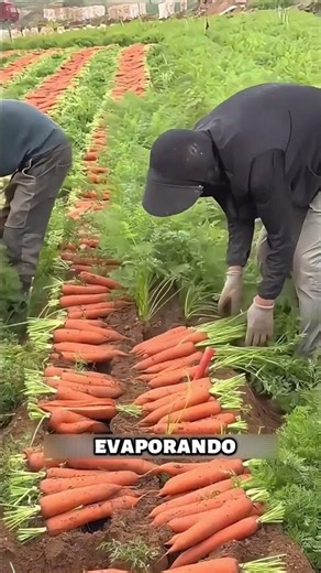 🥕 This is why carrot tops are cut off