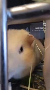 🐹💔 *Guinea Pig Adoption💔🐹 No guinea pig adoptions this week, and these little guys are in need of families or a rescue to step in and help. It’s so sad to see them without anyone showing interest! Guinea pigs make wonderful, quiet pets and are perfect for apartment living. If you or someone you know can provide a loving home for these adorable companions, please reach out! Let’s give them the love they deserve! #GuineaPigRescue #AdoptDontShop #WagsPetAdoption #HelpUsHelpThem | WAGS ~ Westmin