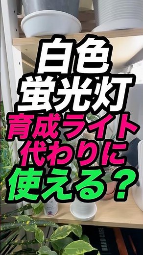 【白色蛍光灯は育成ライトになる？】#蛍光灯 #育成ライト #白色蛍光灯 #デスクライト #観葉植物 #観葉植物の育て方 #蛍の光 #実験動画 #検証動画