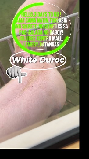 🇵🇭Creekview Genetcs X🔵Boar Stud Philippines X 🐖St Vincent AIS #pagbababuyan #babuyan #piggery #pigfarm #pigfarming #piggeryfarm #pigfarmer #farmlife #agribusiness #livestock #agriculture #farmersph #pinoyfarmer #filipinofarming #agrikultura #livestockph #porkproduction #swinefarming #piglets #baboy | Phil Balot Pig Channel