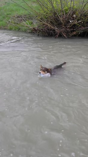 7.2K views · 167 reactions | Even @roothebassdog knows to keep our...