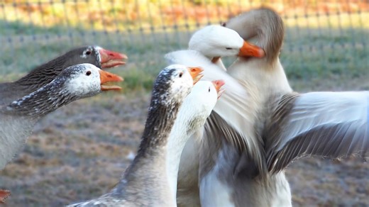 Bruce the goose goes to war with rivals