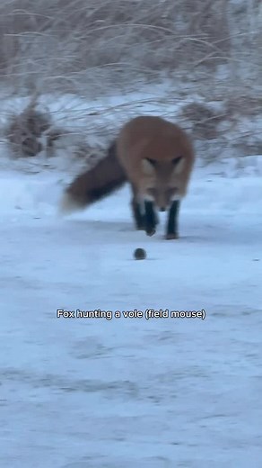 I watched this vole (field mouse) make his last stand against a fox yesterday. I was surprised to see the fox take his time with his prey. Toying with him, like a cat would. The stalk, snipe, and tussle was all over in about 70 seconds. It looked like the mouse was playing dead at first, but eventually he tried to make a run for it… despite the injuries that were slowing him down. When he sensed the fox right behind him, he stopped, turned, and faced his foe head-on. One last stand. You’ve got t
