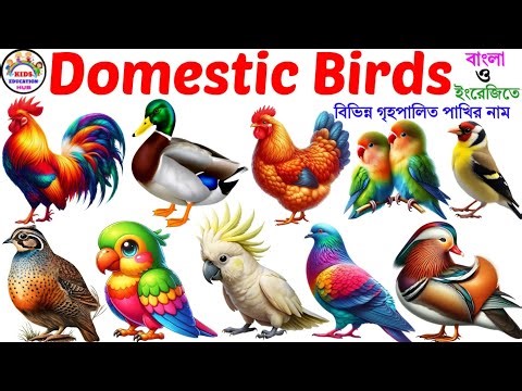 Domestic Birds Name | 20 Domestic Birds Name in English with Pictures |Domestic Birds Names for Kids